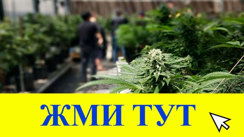 Купить наркотики в Кольчугино